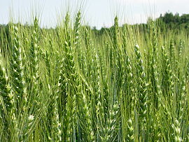 Weizenähren (Bild: Saatzucht Edelhof GmbH)
